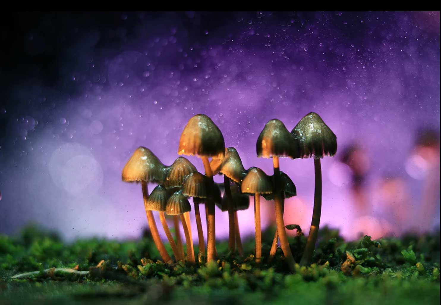 Legal Magic Mushrooms